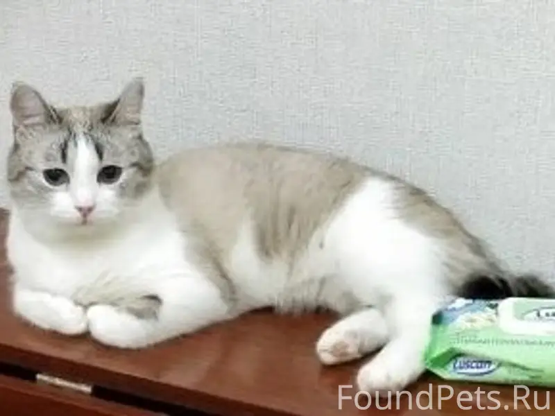 Пропали коты, Куюки