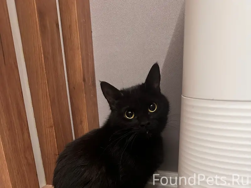 Найдена кошка на трассе Ростов-Таганрог