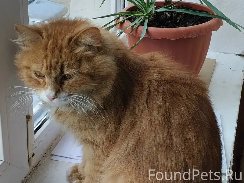 Найдена кошка или кастрированный кот, рядом с СНТ