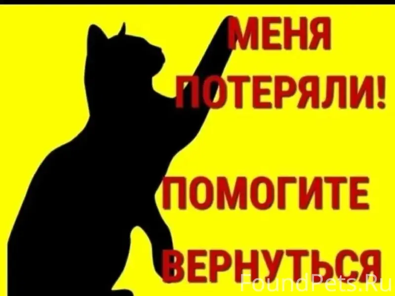 Найдены бенгальские коты, Абакан, ул. Крылова