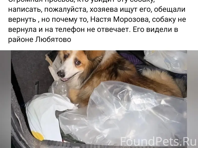 Пропал Бакс, Псков
