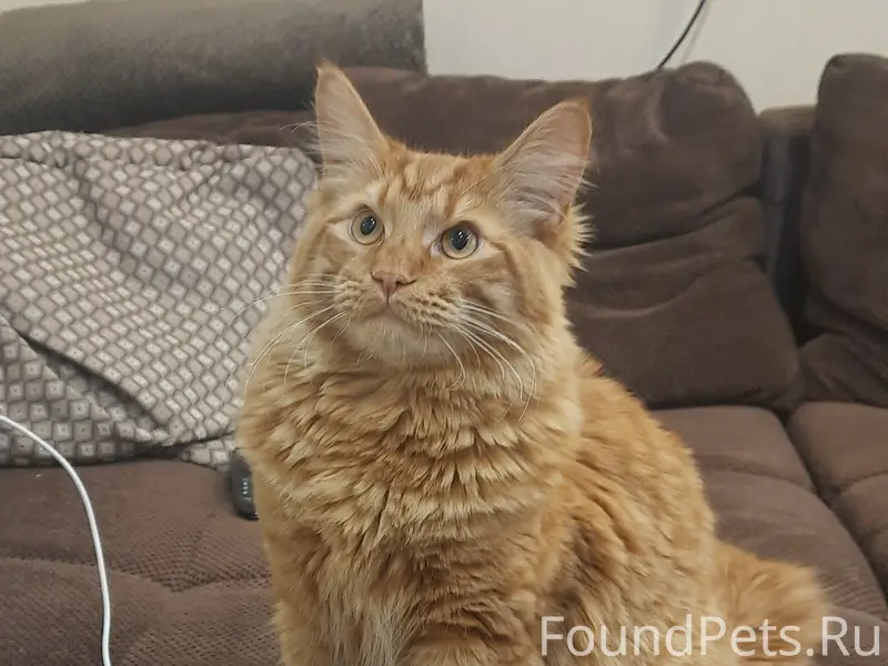 Пропал рыжий кот, ул. 8а. Пер. 5