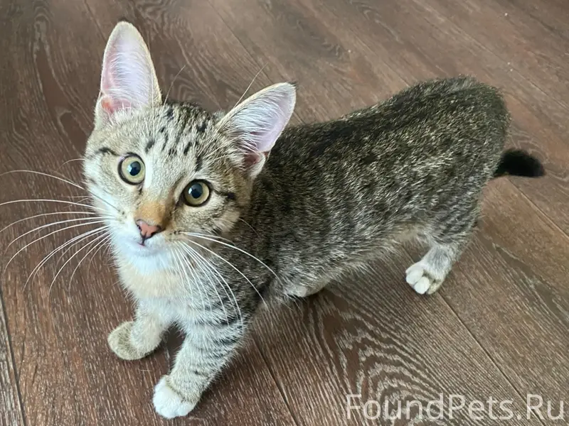 Пропала кошка, улица Мира
