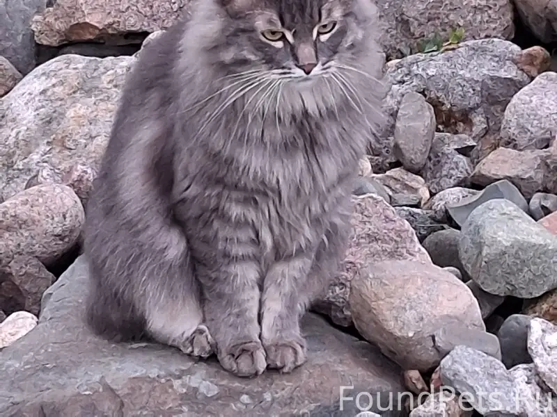 Пропал кот, Шекснинский район