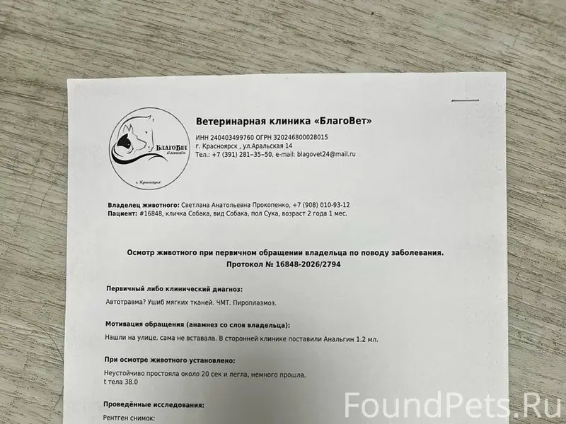 Найден метис волка Юна, г. Красноярск