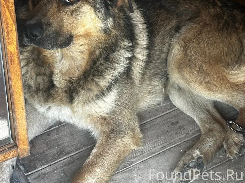 Найден пёс, без породы