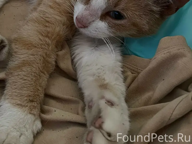 Найдена кошка, сквер на садовой