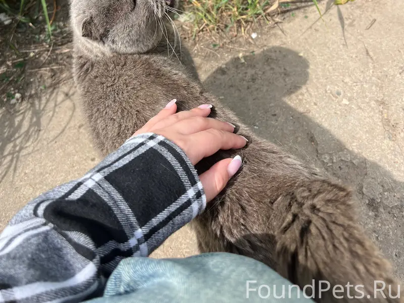 Найдена кошка, с. Федино