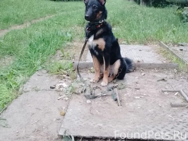 Пропала собака Люси, Автозавод