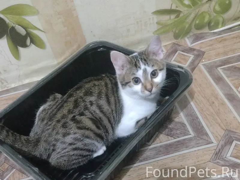 Пропала кошка, 56 дом