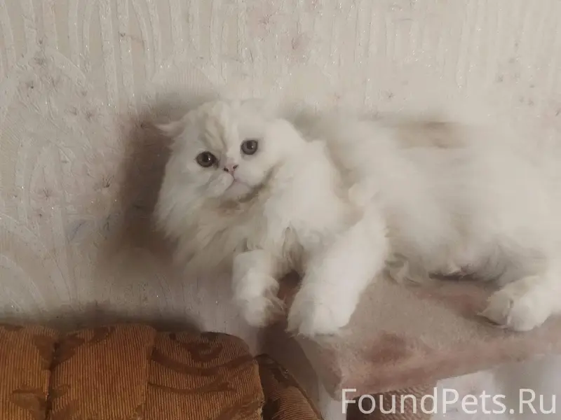 Пропала кошка, ул. Октябрьская, 6