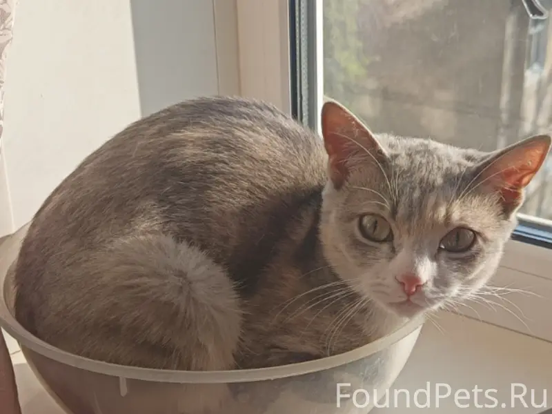 Пропала кошка, Новомосковск