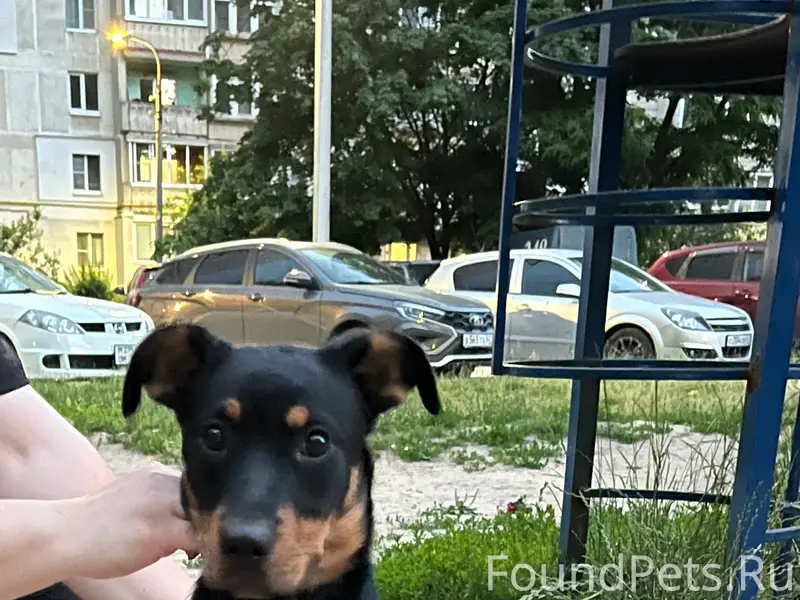 Найдена молодая собака, улица Березовая