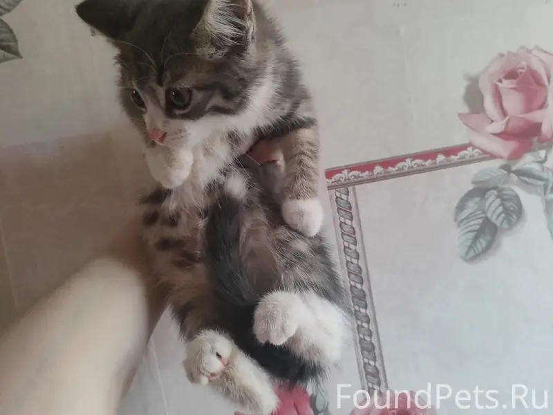 Найдены котята, у заброшенного дома