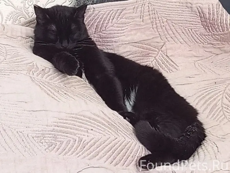 Пропал кот, Сот Разведчик