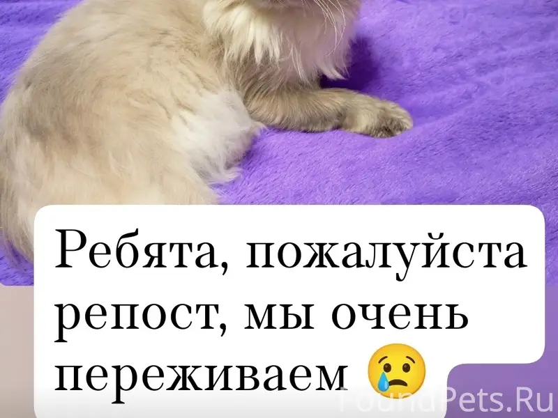 Пропал котик, район Сибирячка, Цимлянская