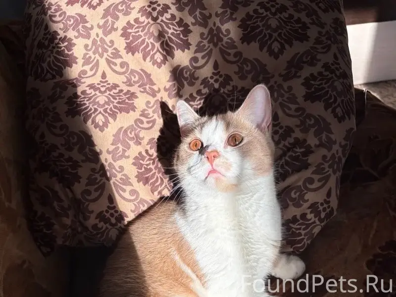 Пропал кот, Яна Фабрициуса 1а