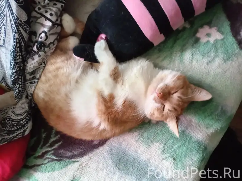 Пропал кот Маффин, Нижний Новгород