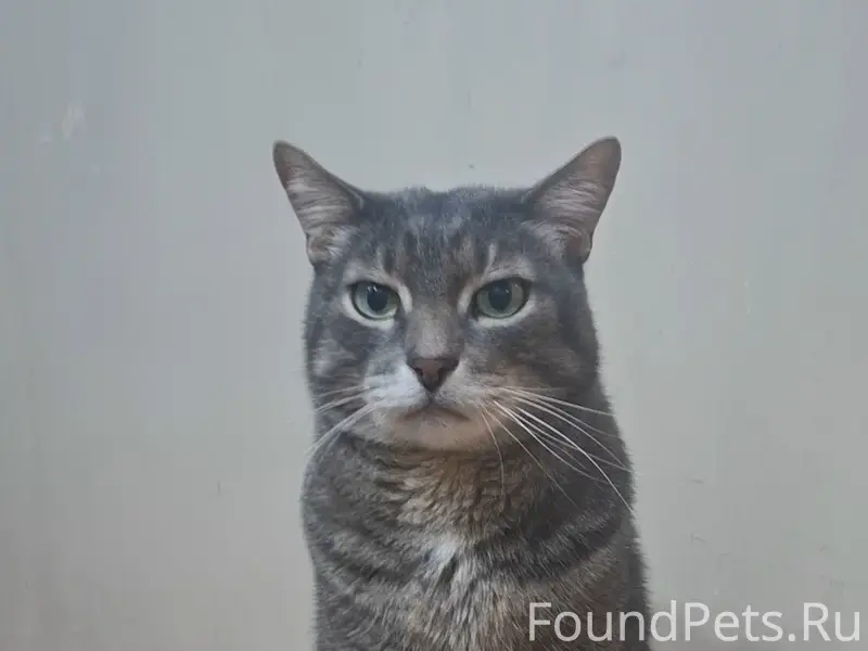 Пропал кот Кося, район дома Ленина, 70/2