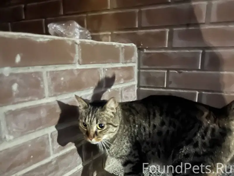 Найдена кошка, район Сибирского молла