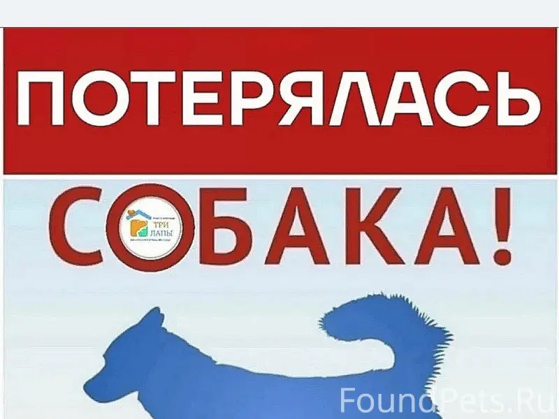 Пропал немецкий шпиц Фил, Ленинградская - Социалистическая