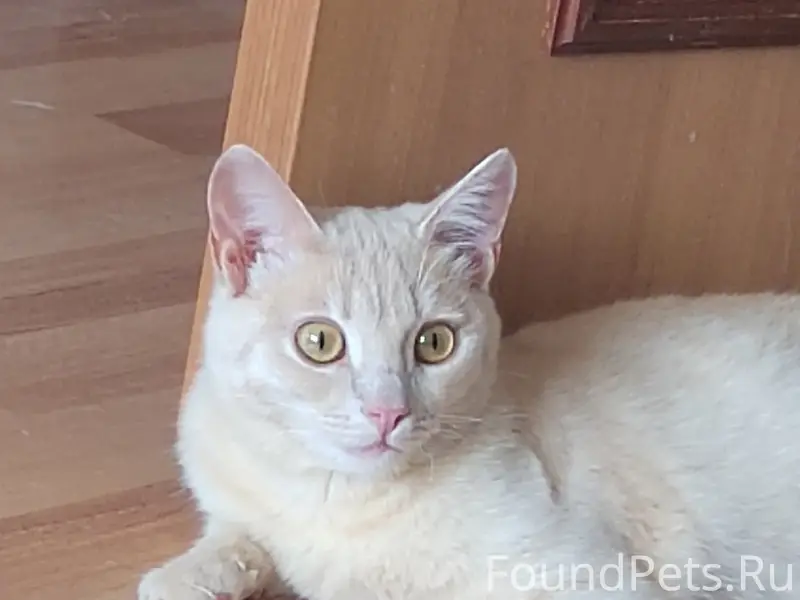 Найден рыжий котик, бывшедомашний