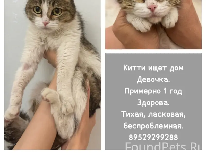 Найдена кошка, склад