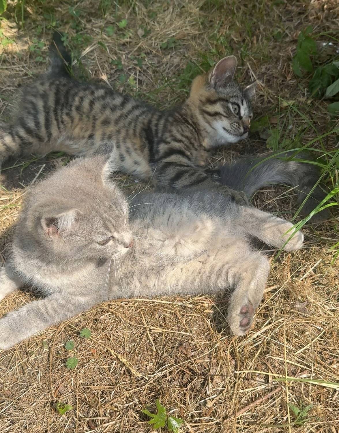 Пропали котята, пос. Волочаевское