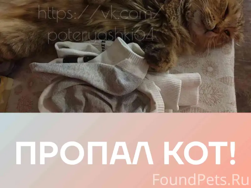 Пропал вислоухий кот, Саратов, Кировский район