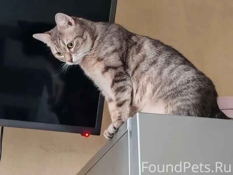 Пропала кошка, Центральная 7А