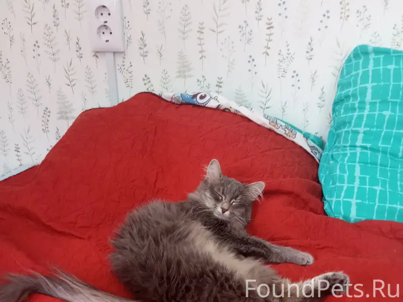 Пропала кошка Мася, улица Югорская