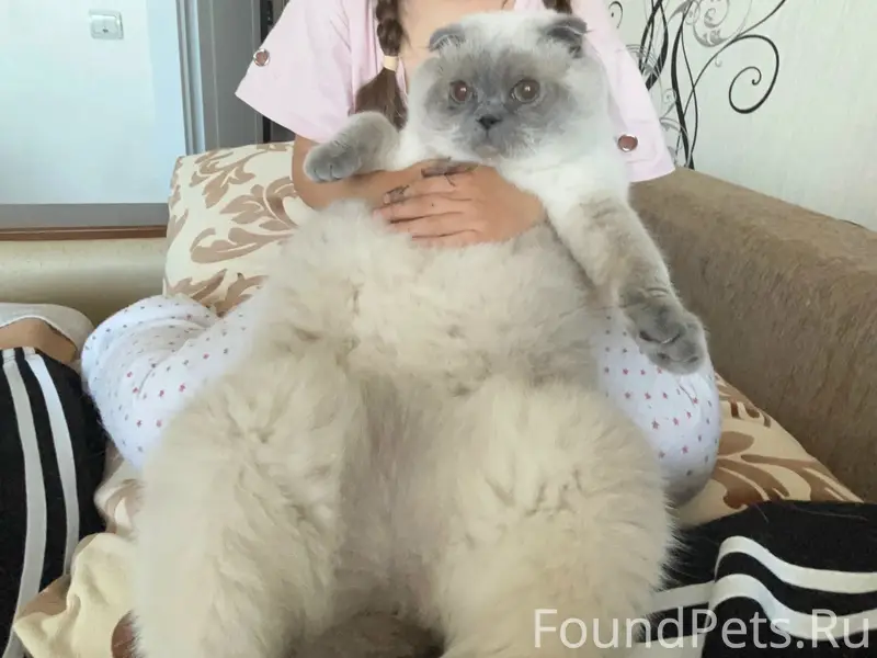 Пропала кошка Милка, район светотехстроя