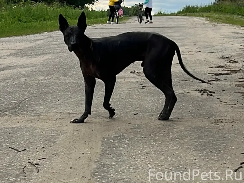 Пропал Ксолоитцкуинтли, Харино