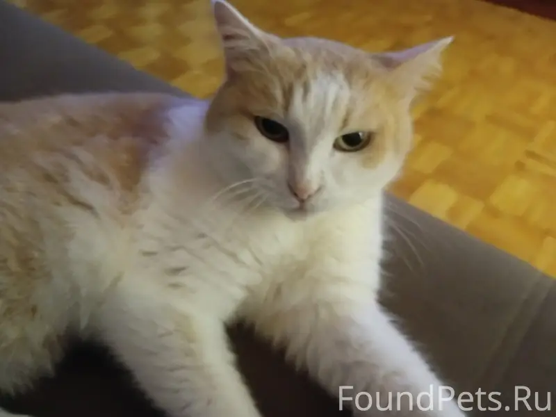 Потерялся кот