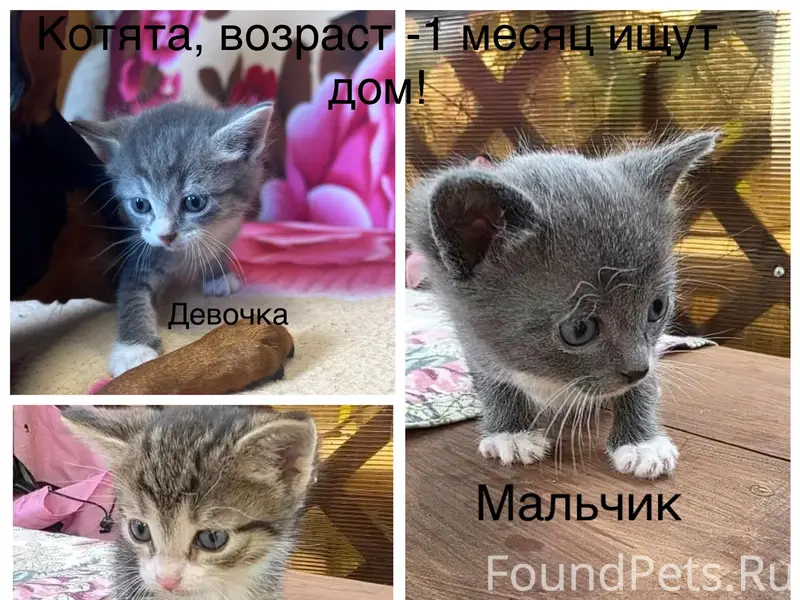 Найдены котята, город