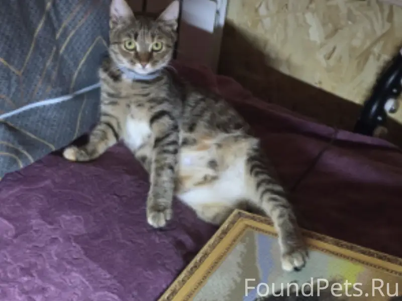 Пропала кошка, гаражный кооператив Энергетик 2