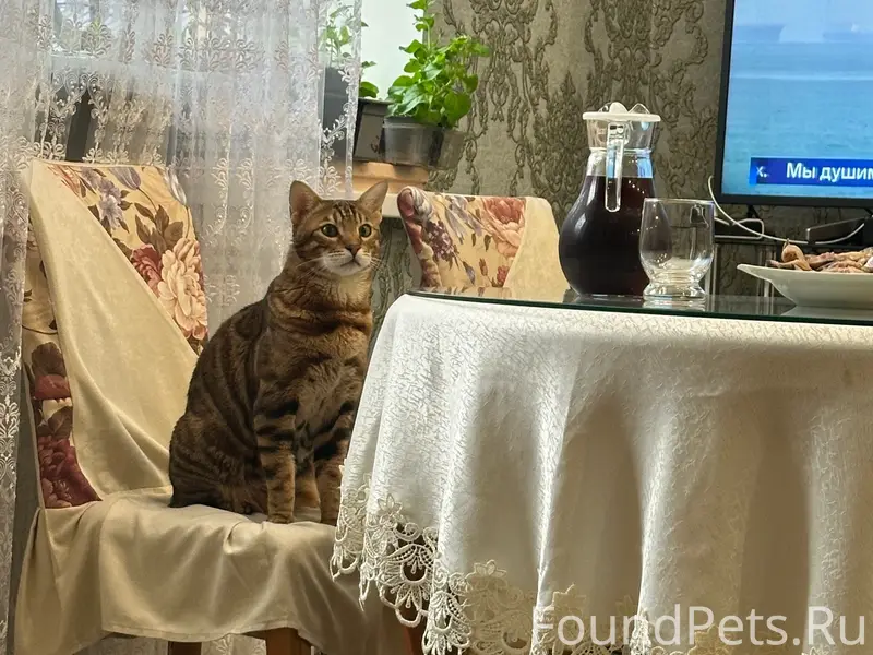 Пропал бенгал Леон, массив Разумное