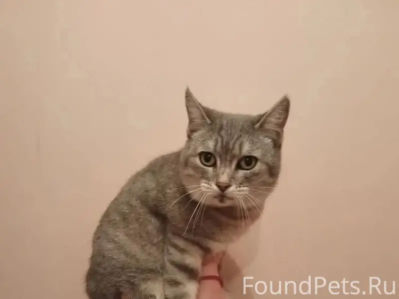 Найдена кошка, Малышково