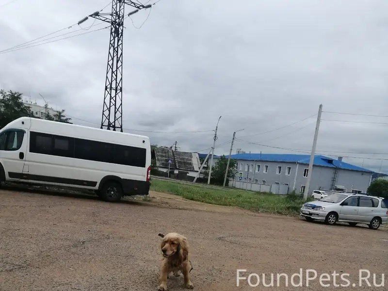 Найден пёс, район шишковки (нефтебаза) г. Улан-удэ