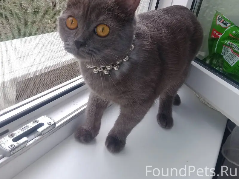 Пропала кошка, район Дзержинского д 1