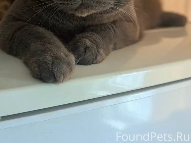 Пропал кот Симба