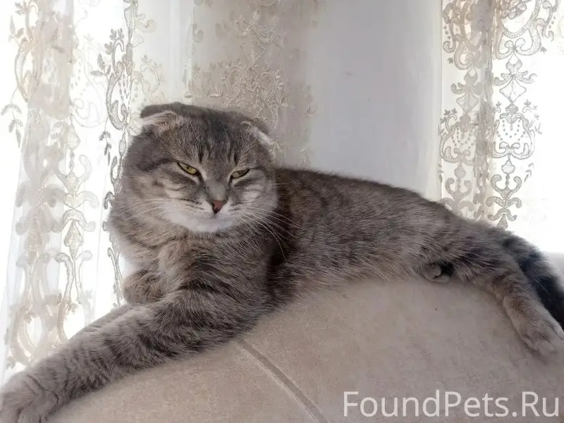Пропал вислоухий кот Беляш, Радищево