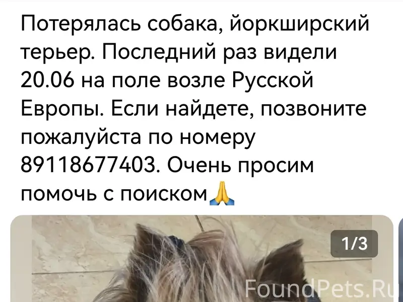 Пропала собака Белла