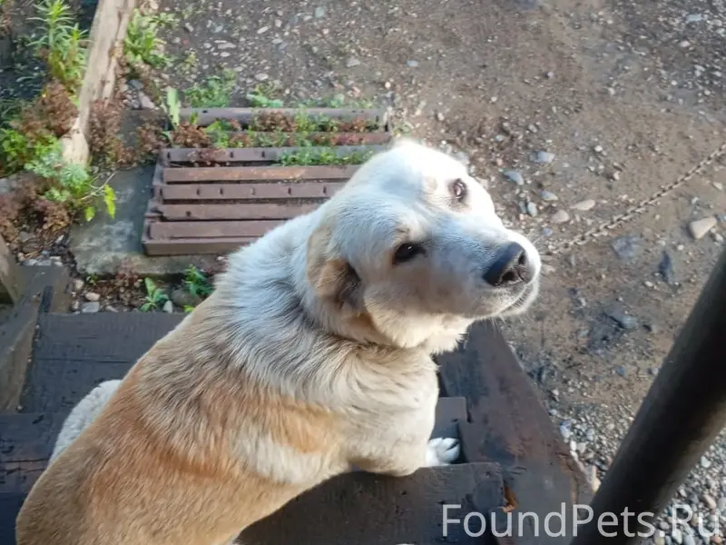 Пропала собака