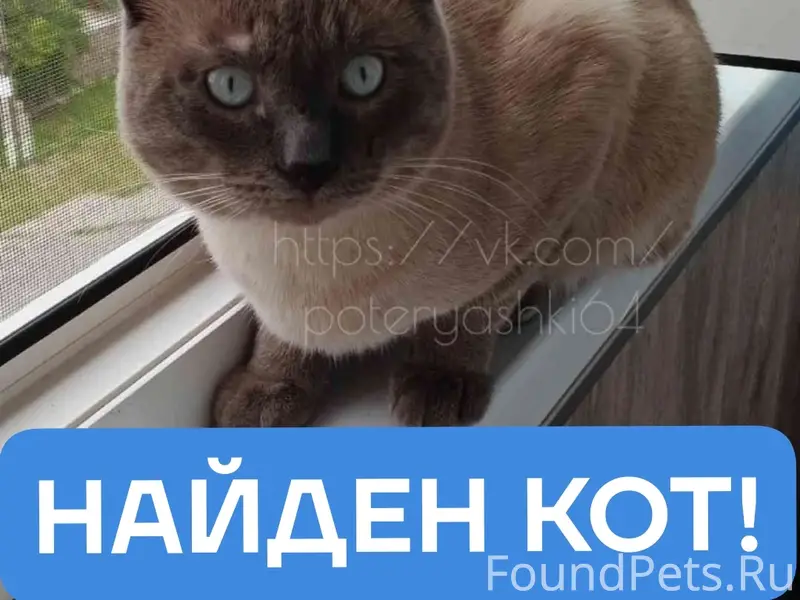 Найден кот, Саратов, Комсомольский посёлок