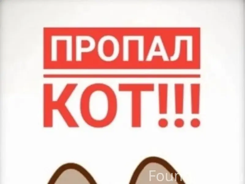 Пропал кот Плюша, улица Октябрьская