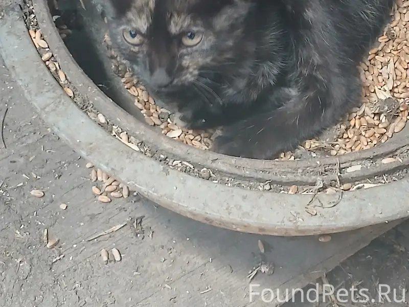 Найден котёнок, С. Казьминское