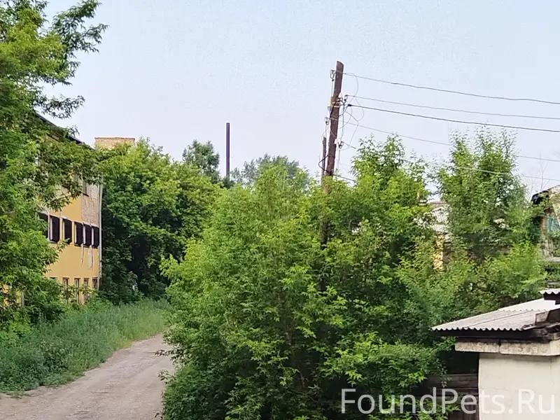 Пропал фенотип пинчера, Пионерский парк