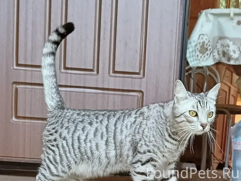 Пропал кот