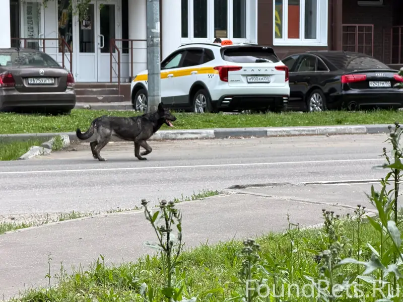 Найден пёс, Ногинск